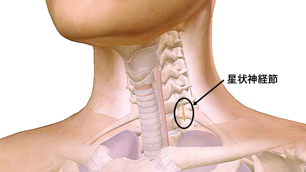 星状神経節ブロックとは？   ―自律神経に働きかける治療法